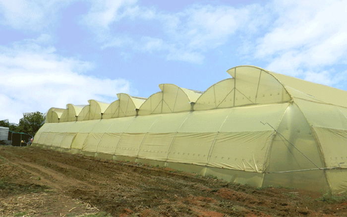 GREEN HOUSE,POLY HOUSE APRON